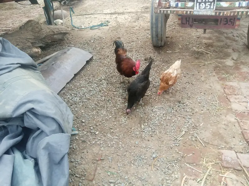 four female and one male