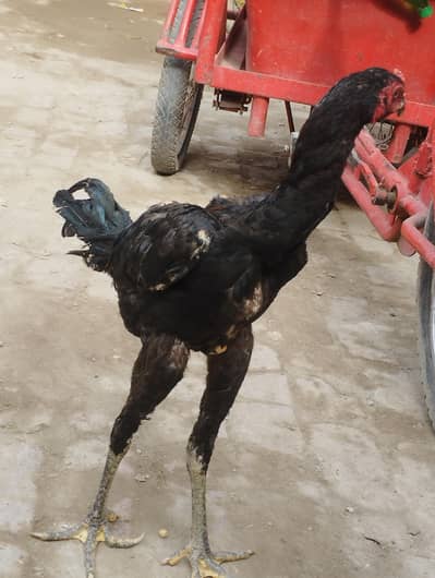 pakoya breeds pathay available important blood line insha'Allah