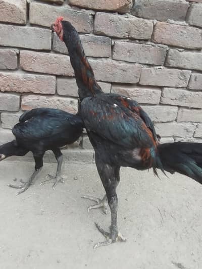 pakoya breeds pathay available important blood line insha'Allah