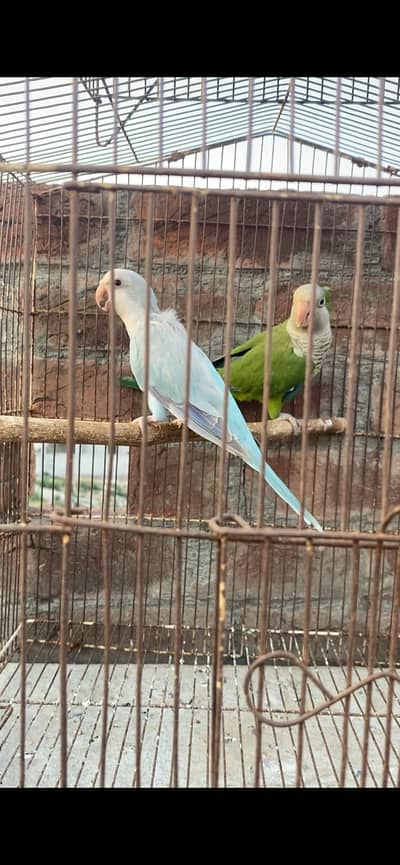 Monk pair