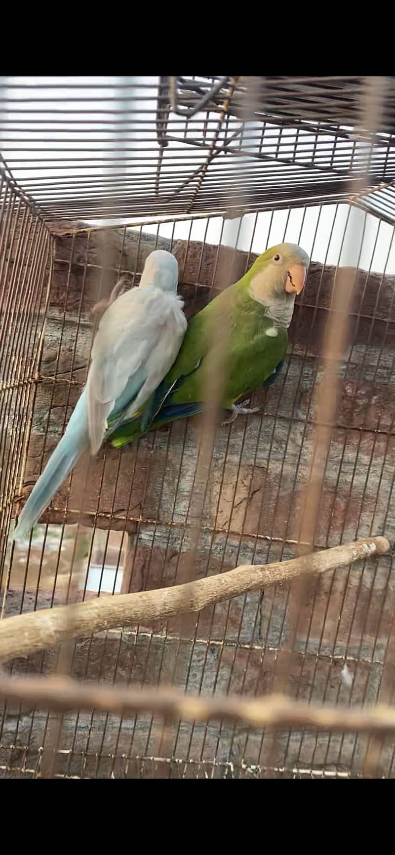 Monk pair 1