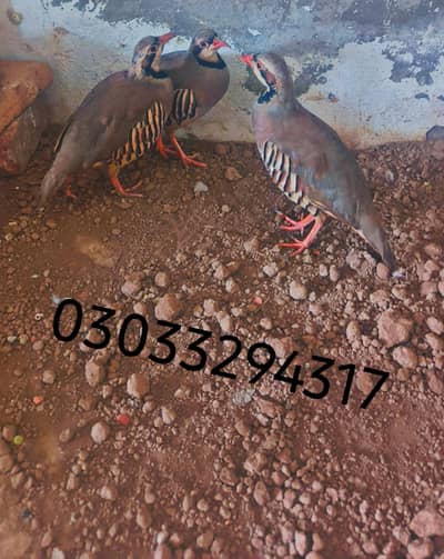 chakor birds trioset for sale
