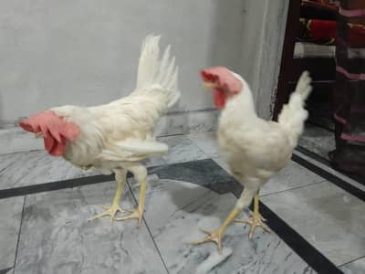 2 male roosters for sale 3500 both