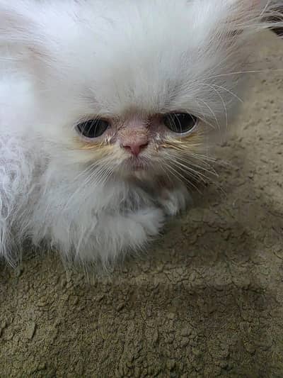 cat for sale
