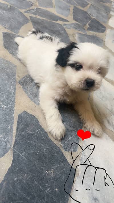 Shihtzu pup