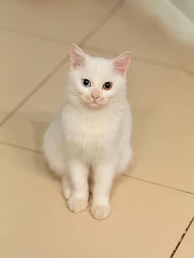 Turkish cat for adoption
