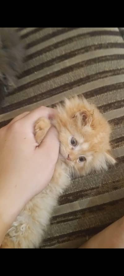 *Persian Cats Available for sale*