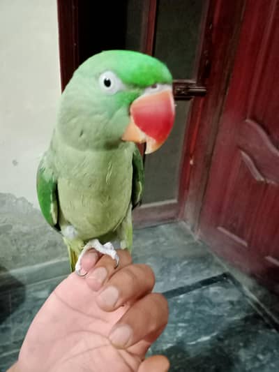 Raw Parrot Female Hand Tame