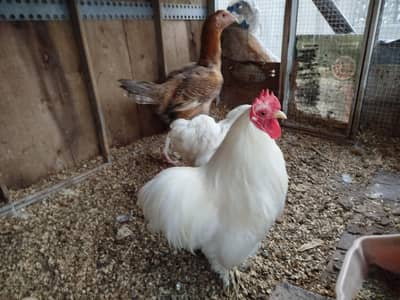 Bentam Pair + 1 aseel Female