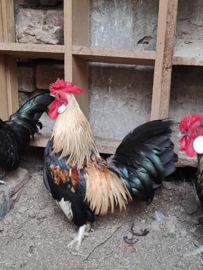 Rosecomb and English game bantam males available