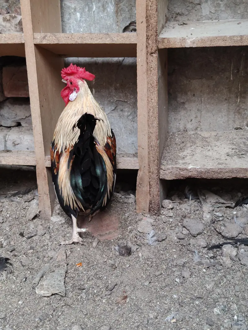 Rosecomb and English game bantam males available — photo 2