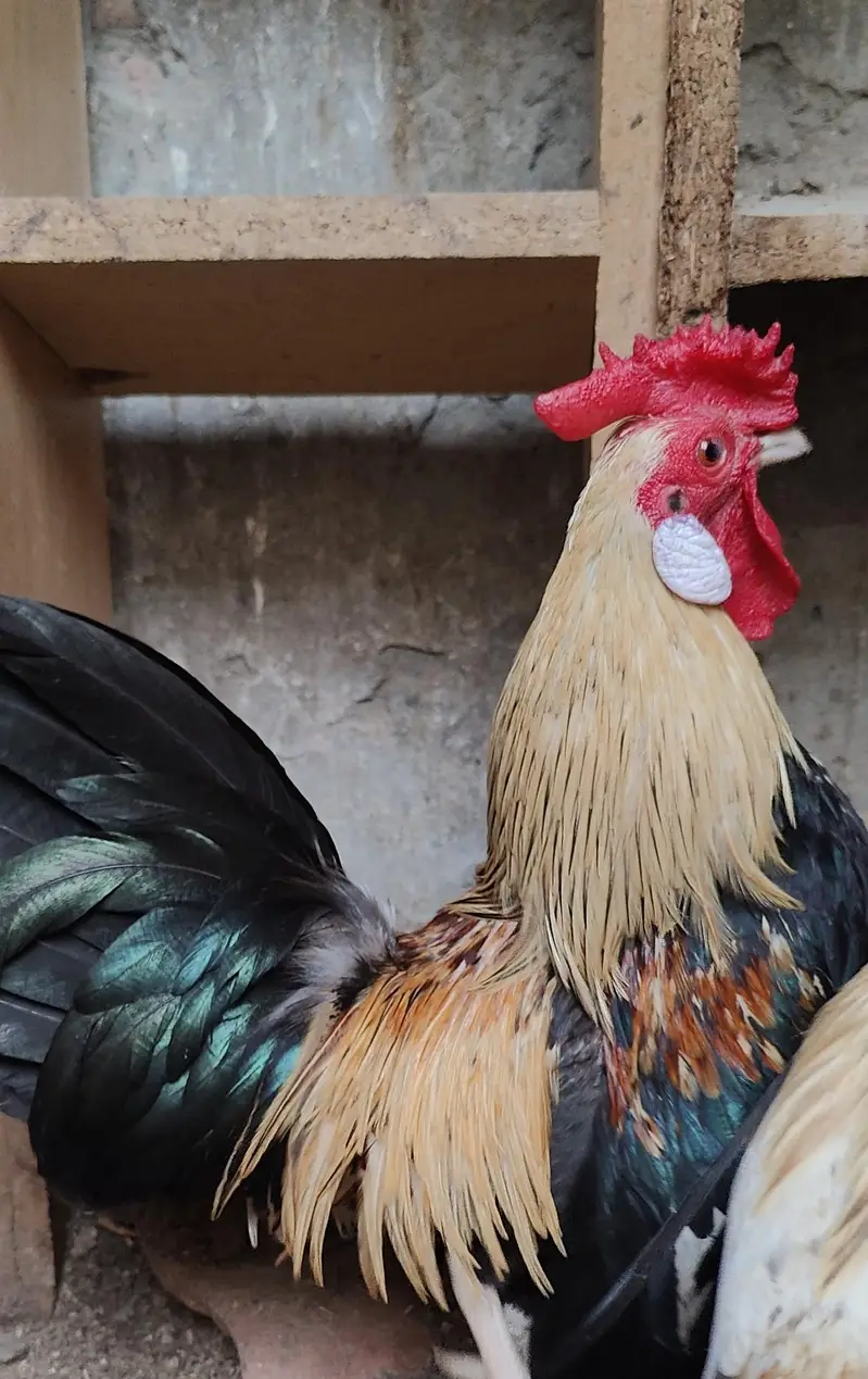 Rosecomb and English game bantam males available — photo 3