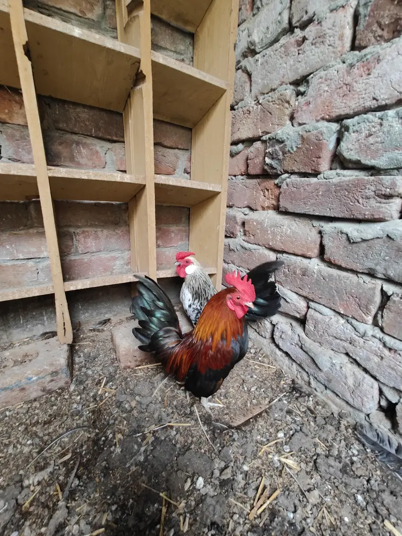 Rosecomb and English game bantam males available — photo 4