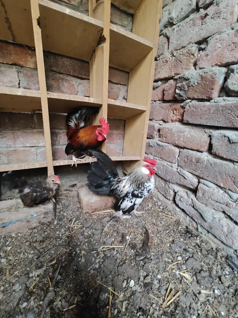 Rosecomb and English game bantam males available — photo 5