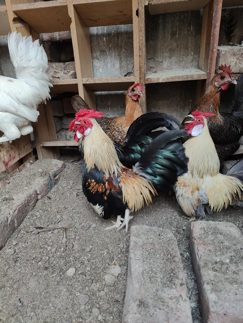 Rosecomb and English game bantam males available — photo 6