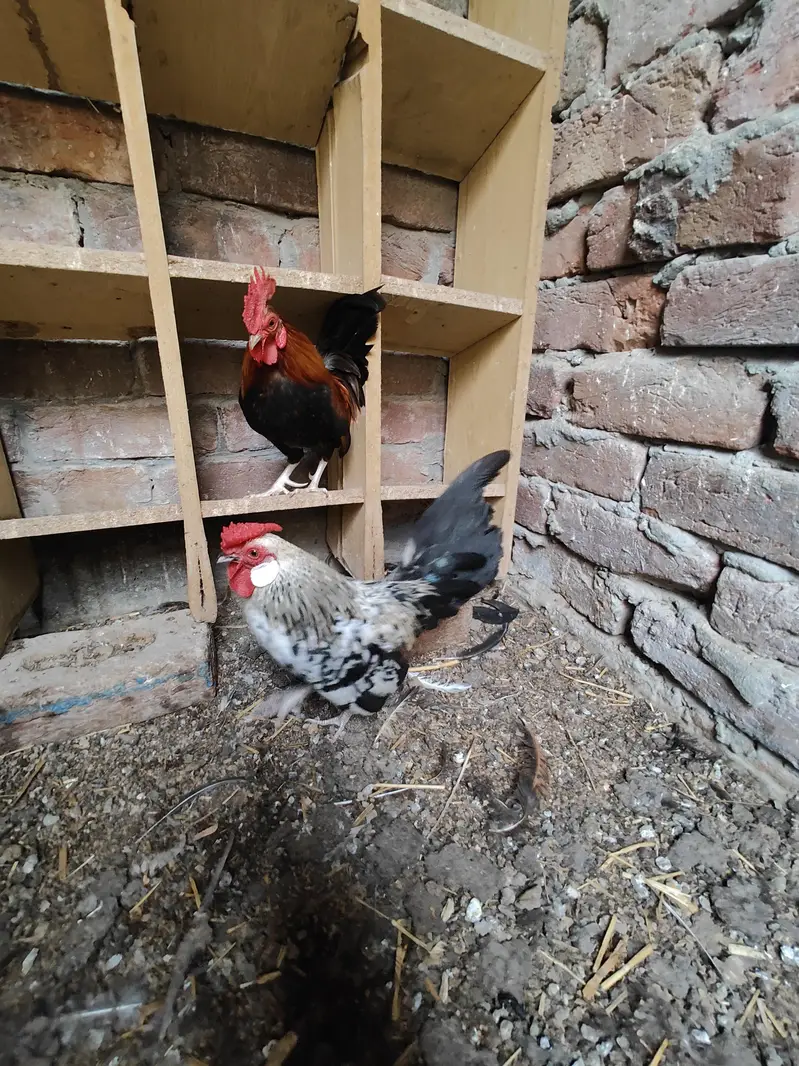 Rosecomb and English game bantam males available — photo 7