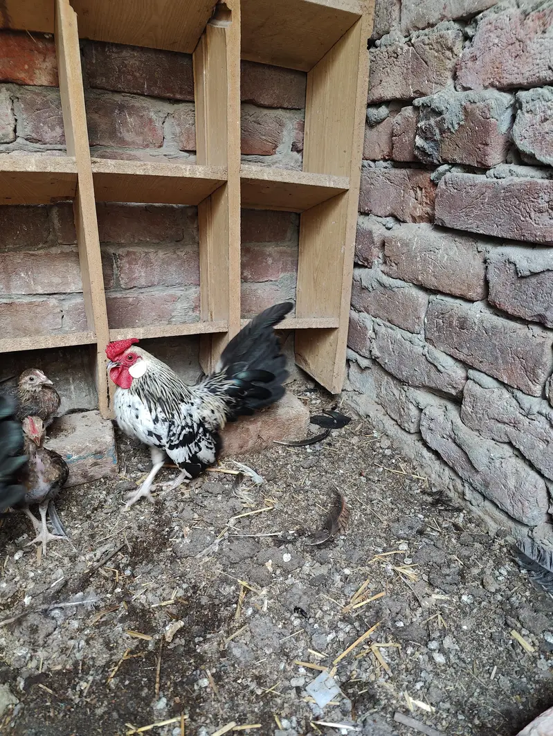 Rosecomb and English game bantam males available — photo 8