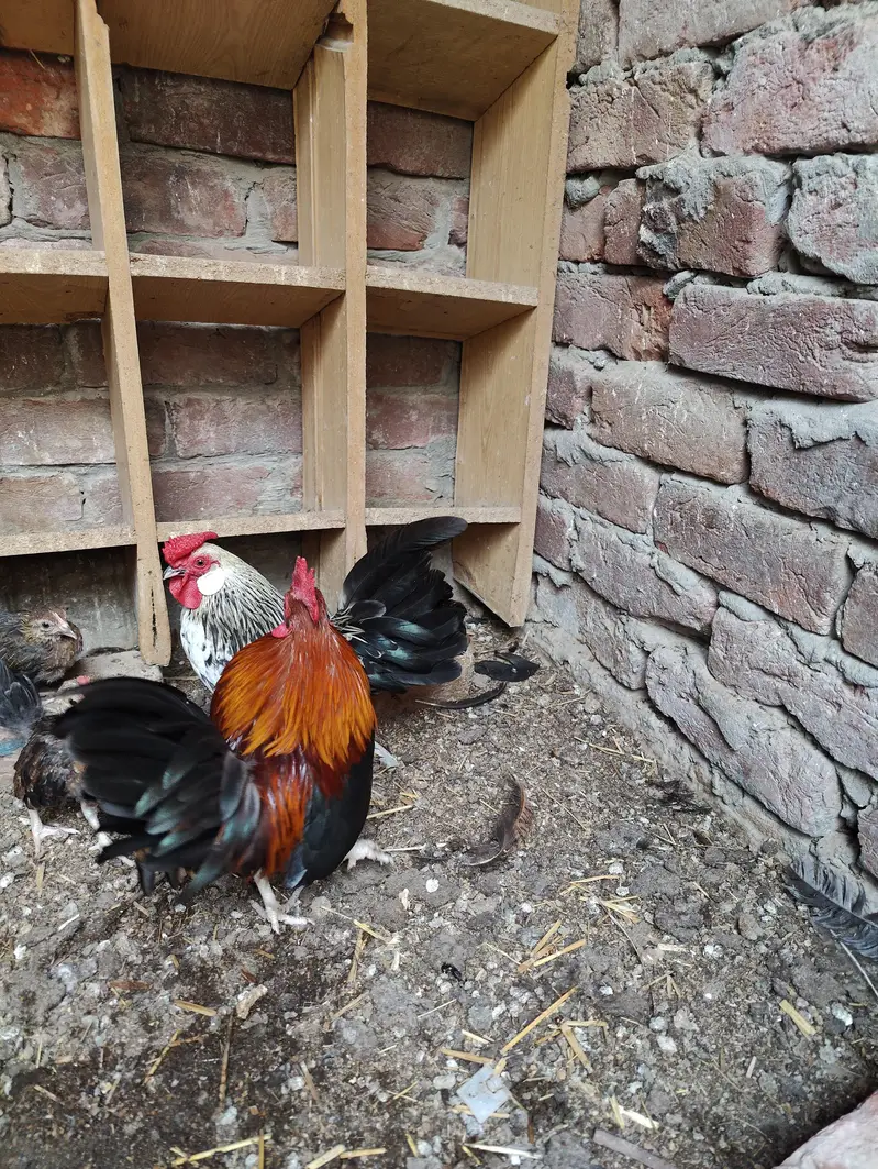 Rosecomb and English game bantam males available — photo 9