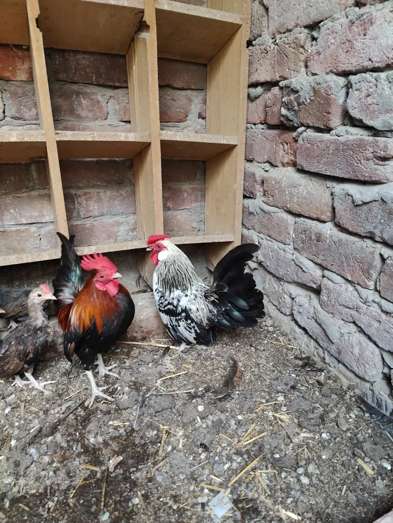 Rosecomb and English game bantam males available — photo 10