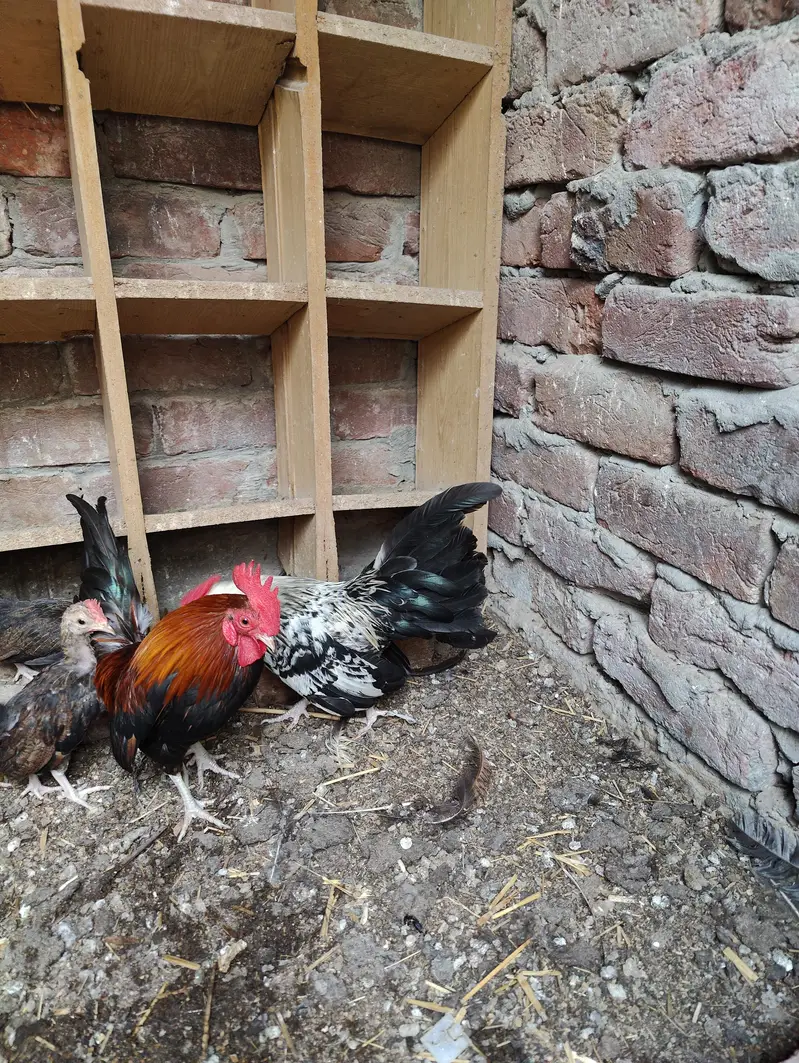 Rosecomb and English game bantam males available — photo 11