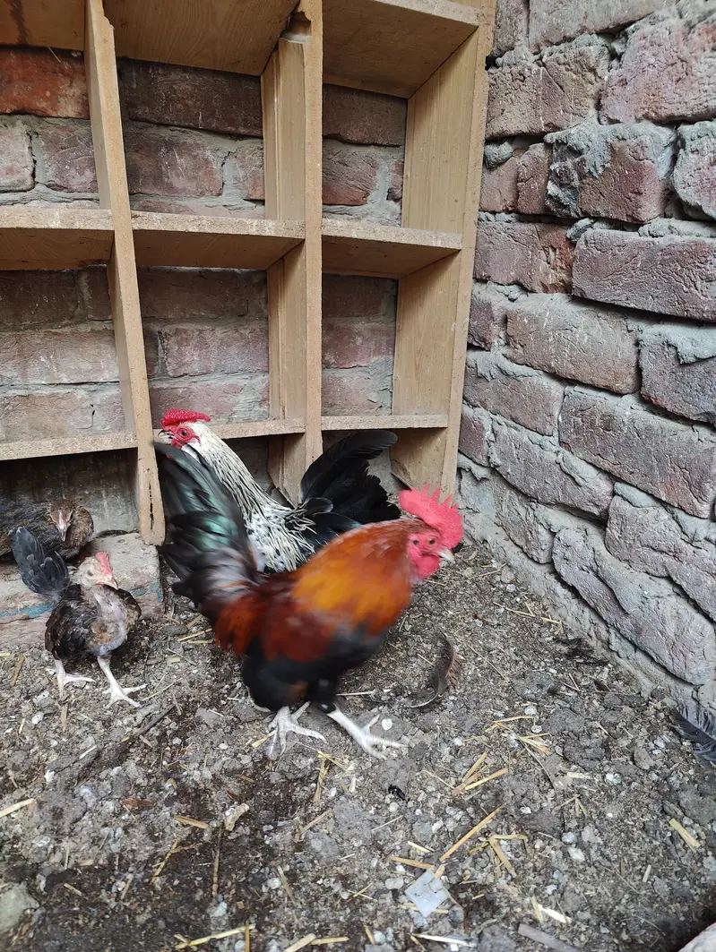 Rosecomb and English game bantam males available — photo 12