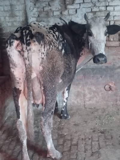 only cow