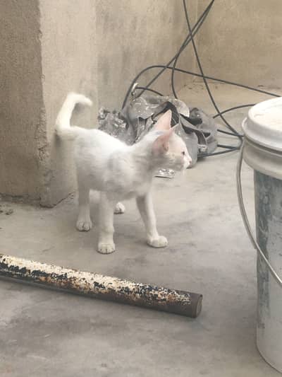 Cat khelti bht hai for sale
