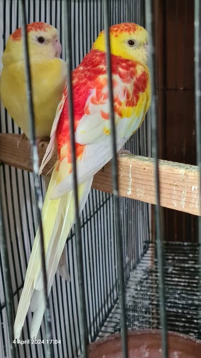 Male Red Rump