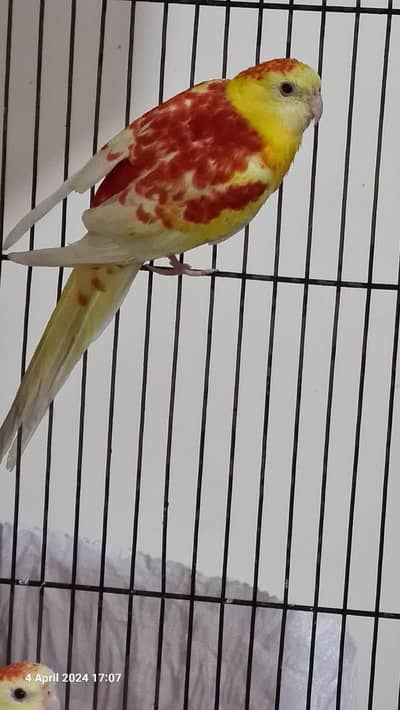 Male Red Rump