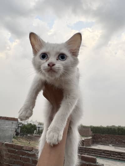 Cute Persian kiitens