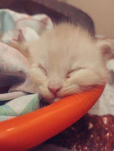 Persian cat