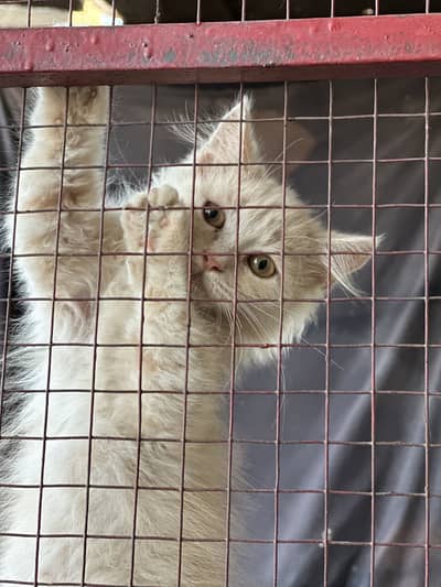Persian Kittens