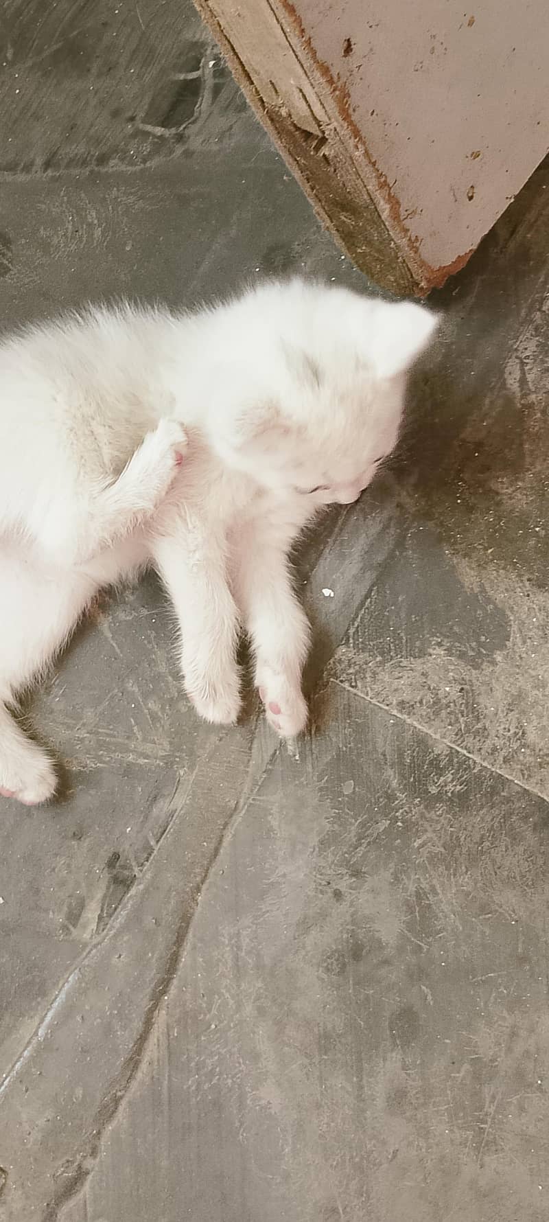 kittens 0
