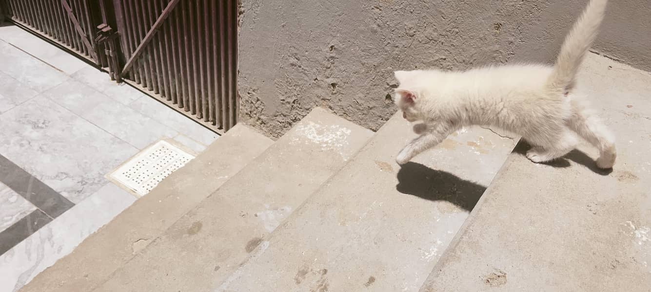 kittens 1