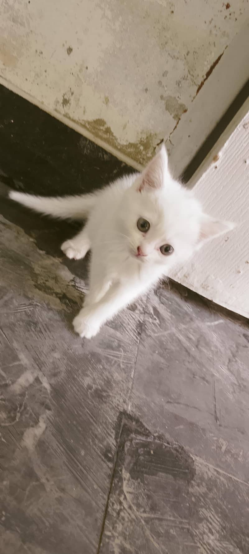 kittens 2