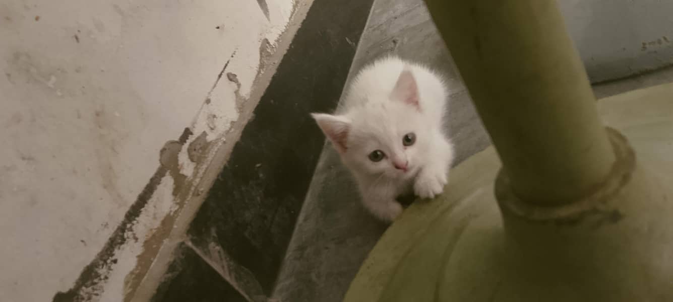 kittens 3