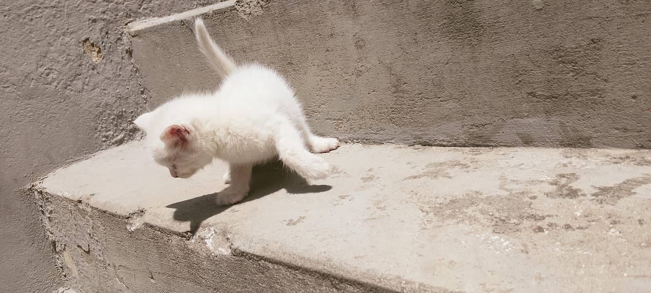 kittens 4