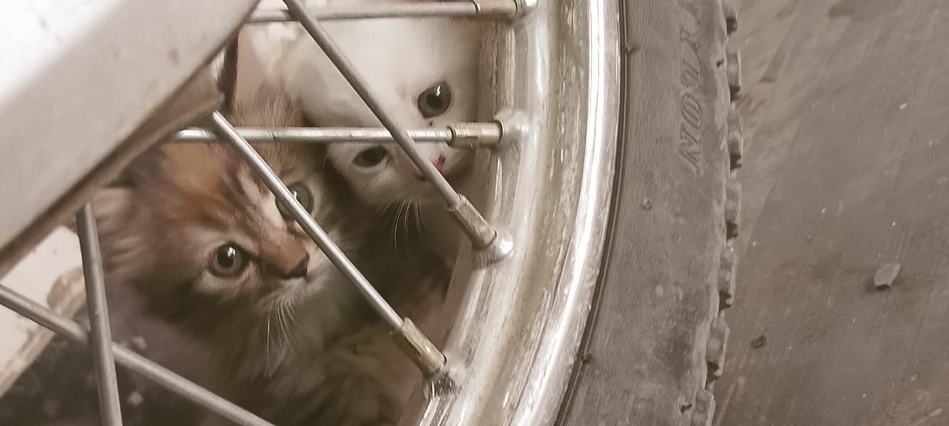 kittens 5