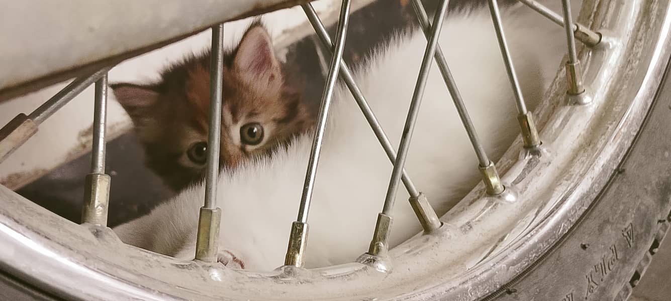 kittens 6
