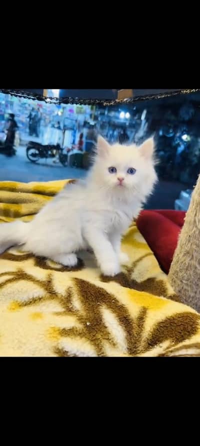 persian cat for sale MywatsapppNumber 0309-37-13-656