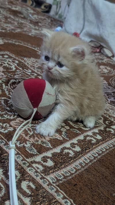 One kitten price 10k