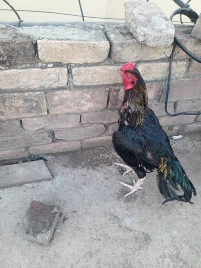 Aseel mianwali for sale