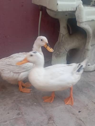 white duch pair healthy &  Beautiful
