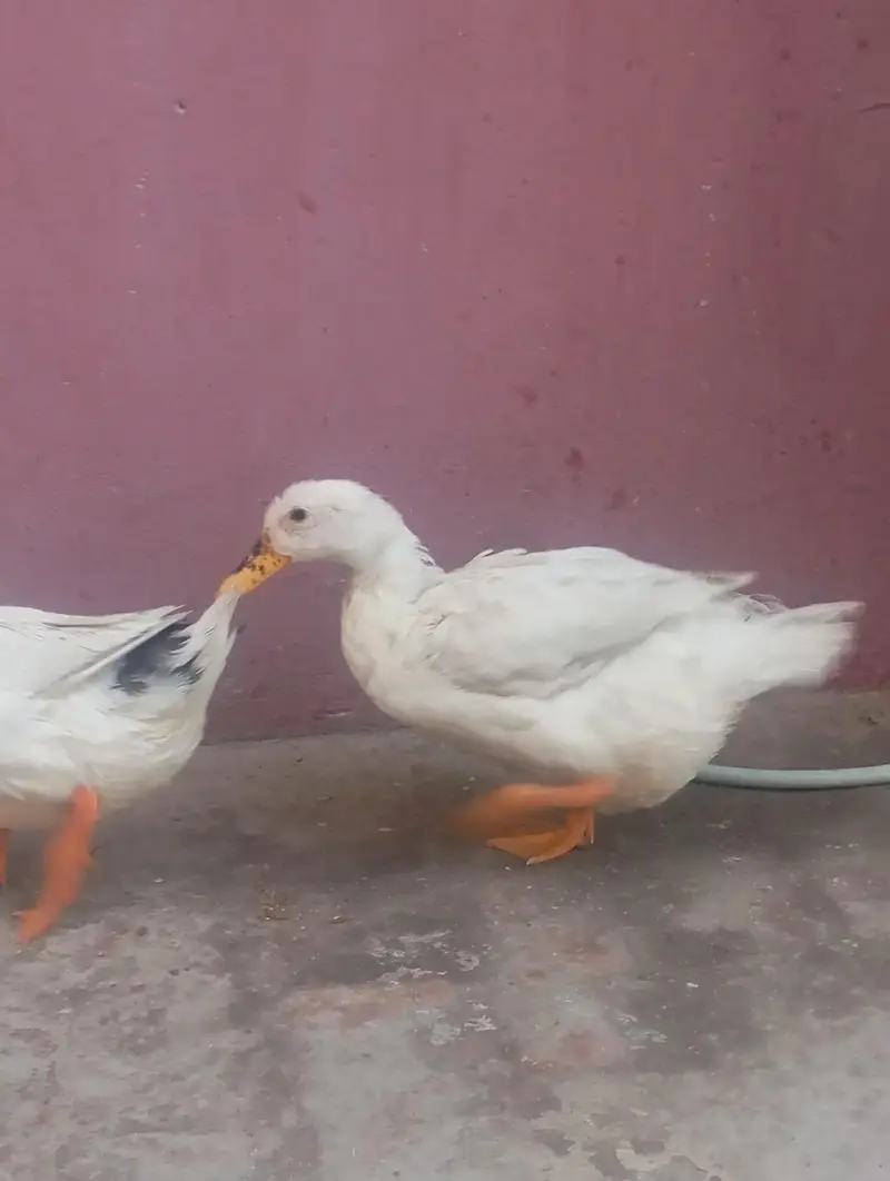white duch pair healthy &  Beautiful — photo 2