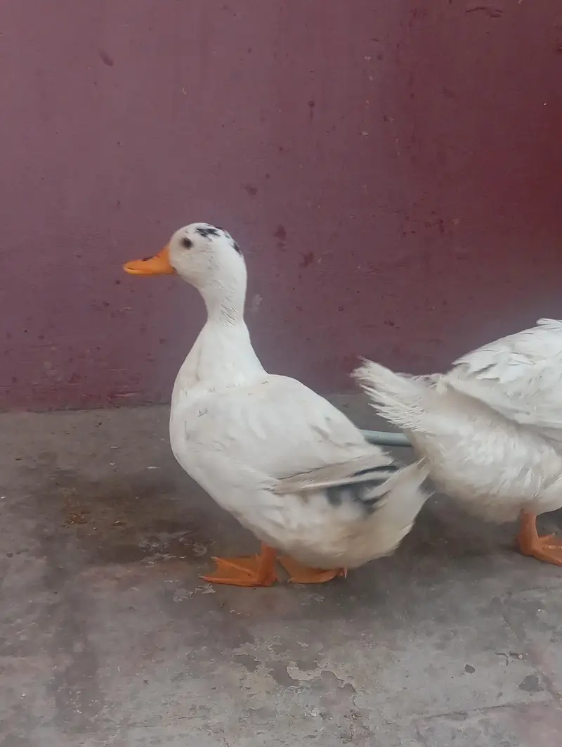 white duch pair healthy &  Beautiful — photo 3