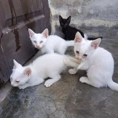 Persian kittens Double Coated