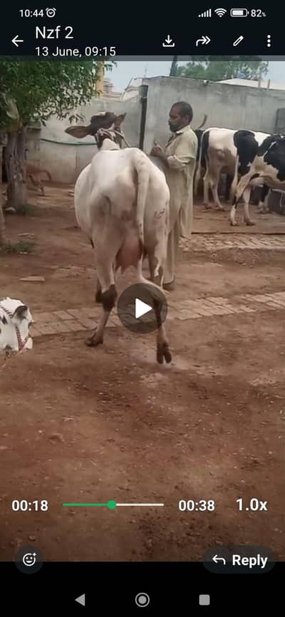 frizion cholistsni cross cow