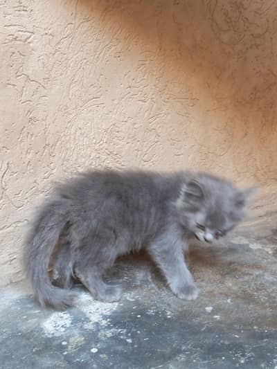 Persian care for sale