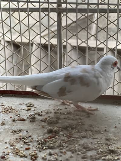 Red pied doves