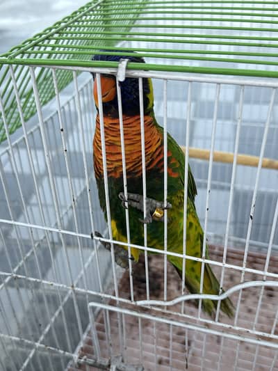 Rainbow Lorikeet